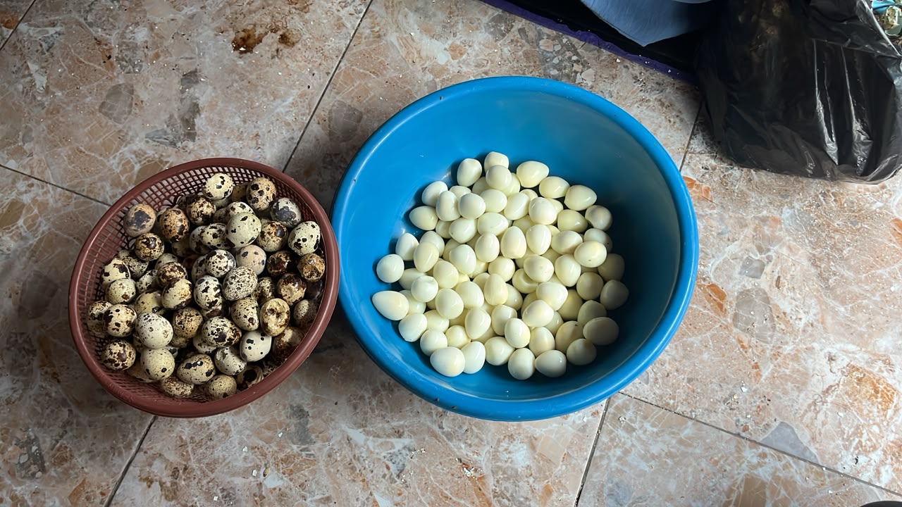 Kedai Telur Puyuh